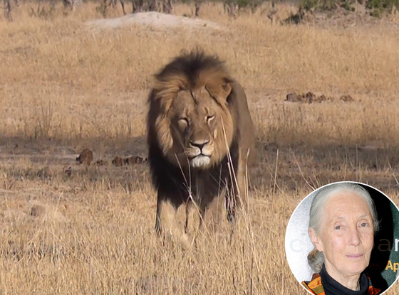 Cecil The Lion, Jane Goodall Cecil The Lion, Jane Goodall